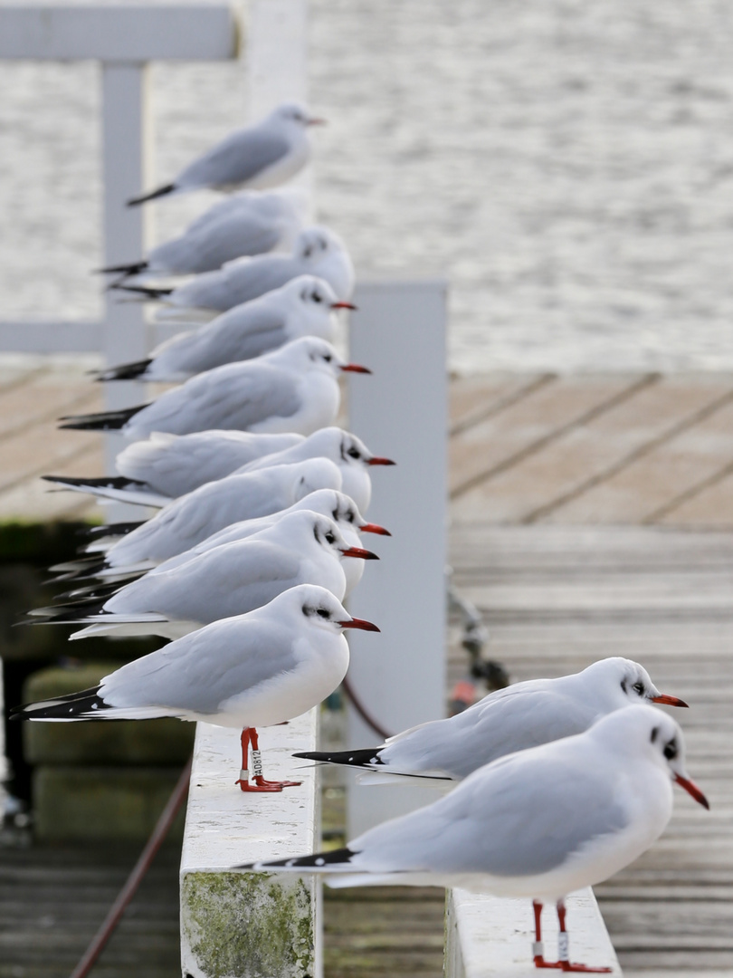 Möwenparade