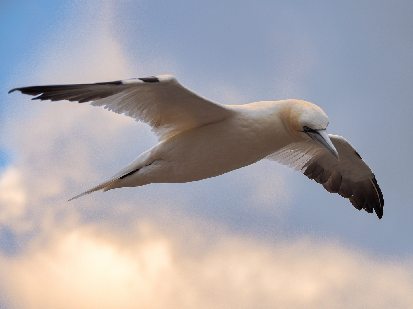 Möwenpick auf Helgoland 2