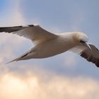 Möwenpick auf Helgoland 2