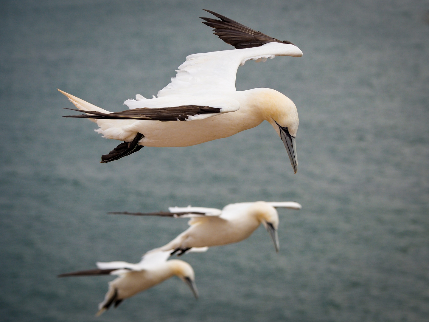 Möwenpick auf Helgoland