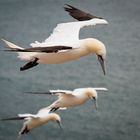 Möwenpick auf Helgoland