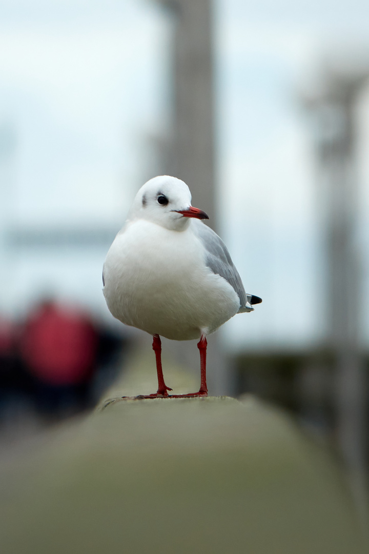 Möwenportrait