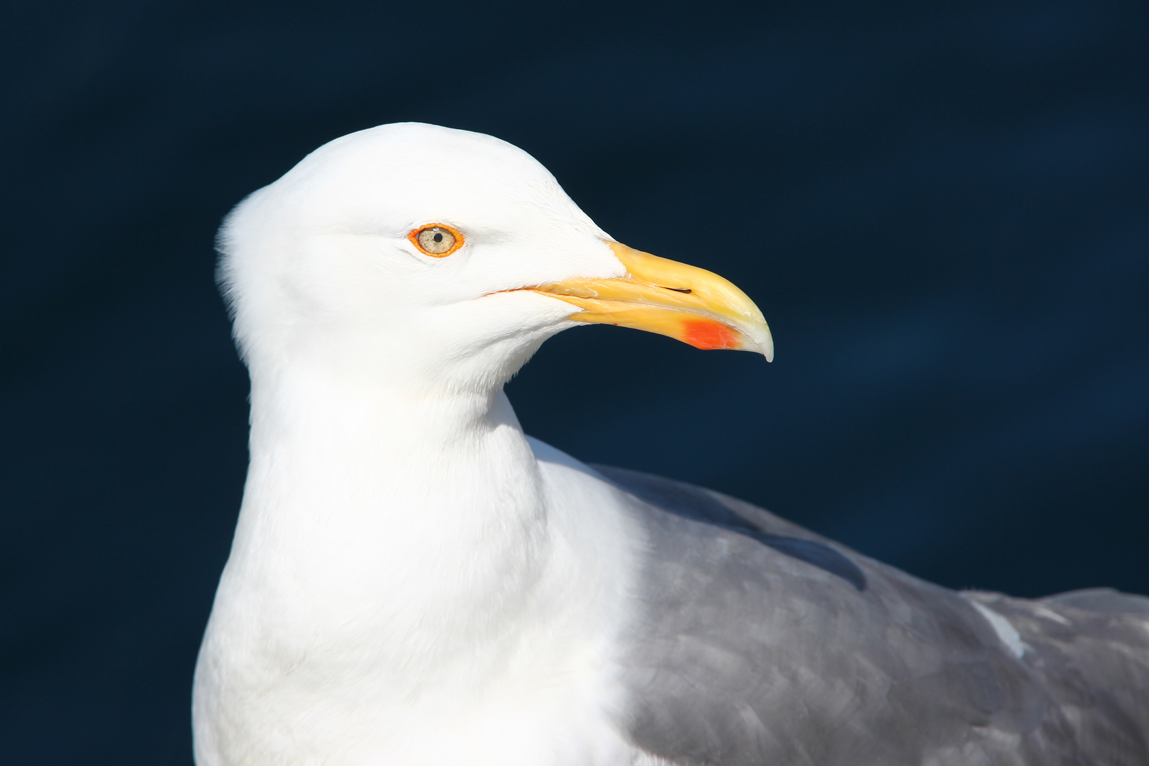 Möwenportrait