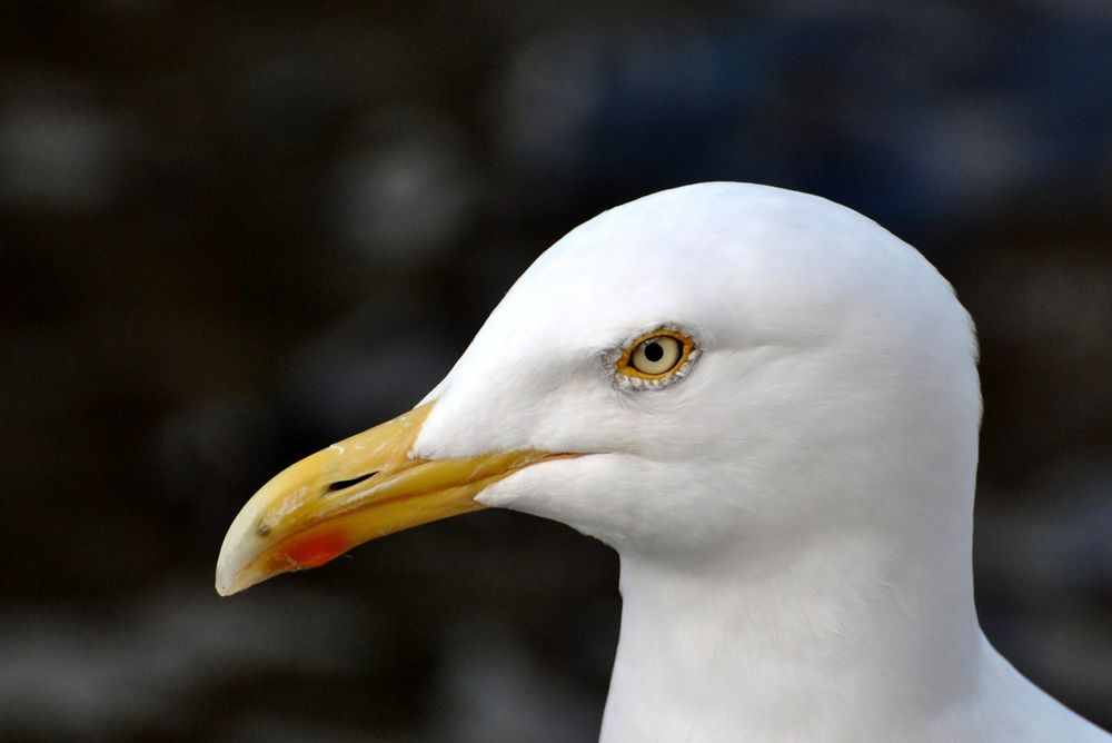 Möwenportrait.