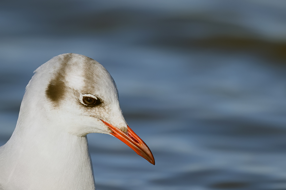 Möwenportrait