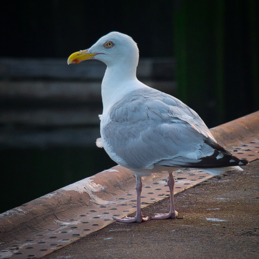 Möwenportrait