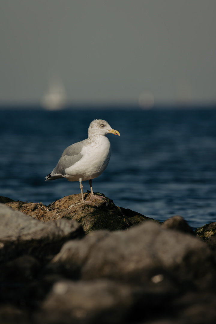 Möwenportrait