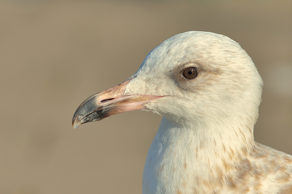 Möwenportrait