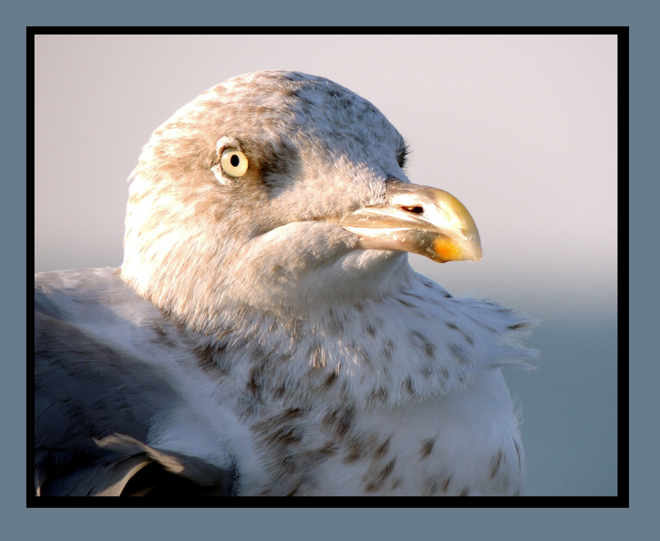 Möwenportrait