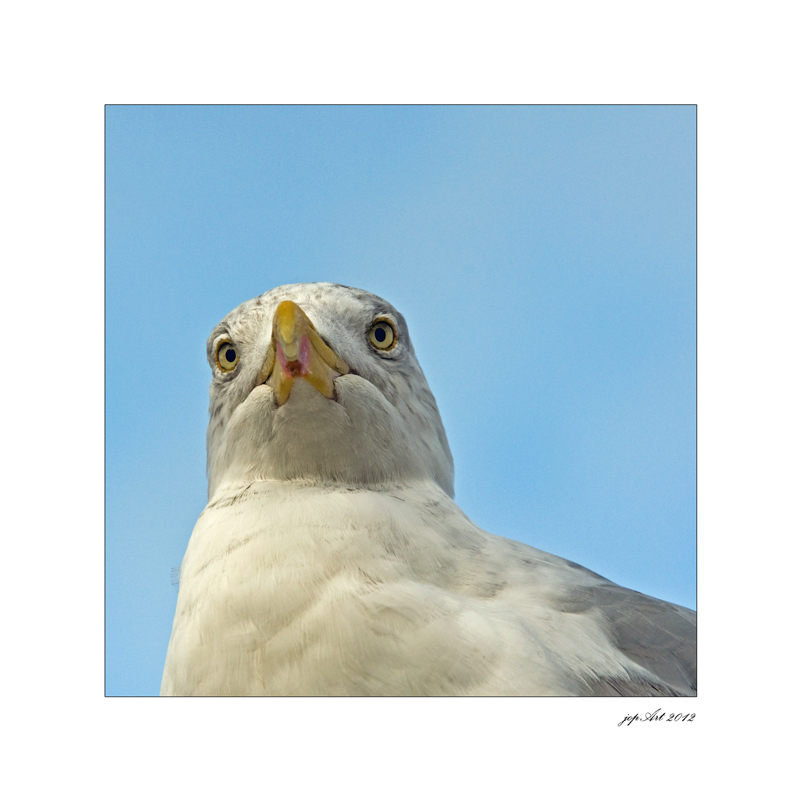 Möwenportrait