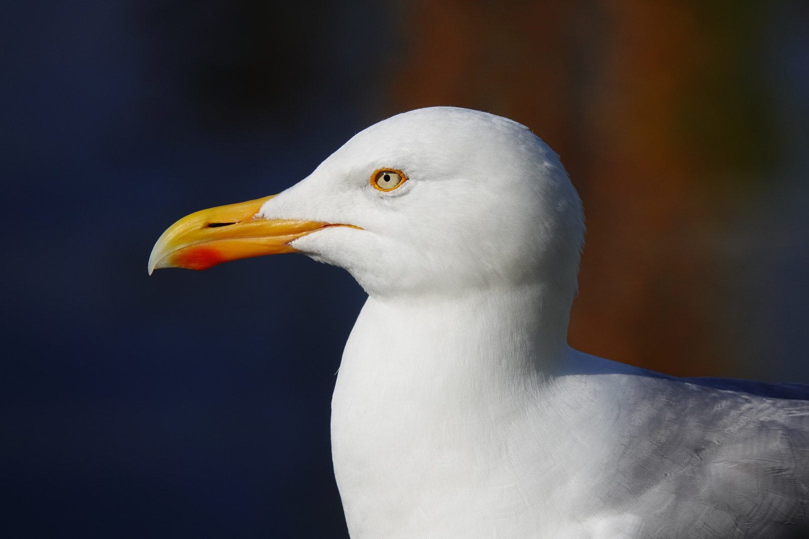 MÖWENPORTRAIT