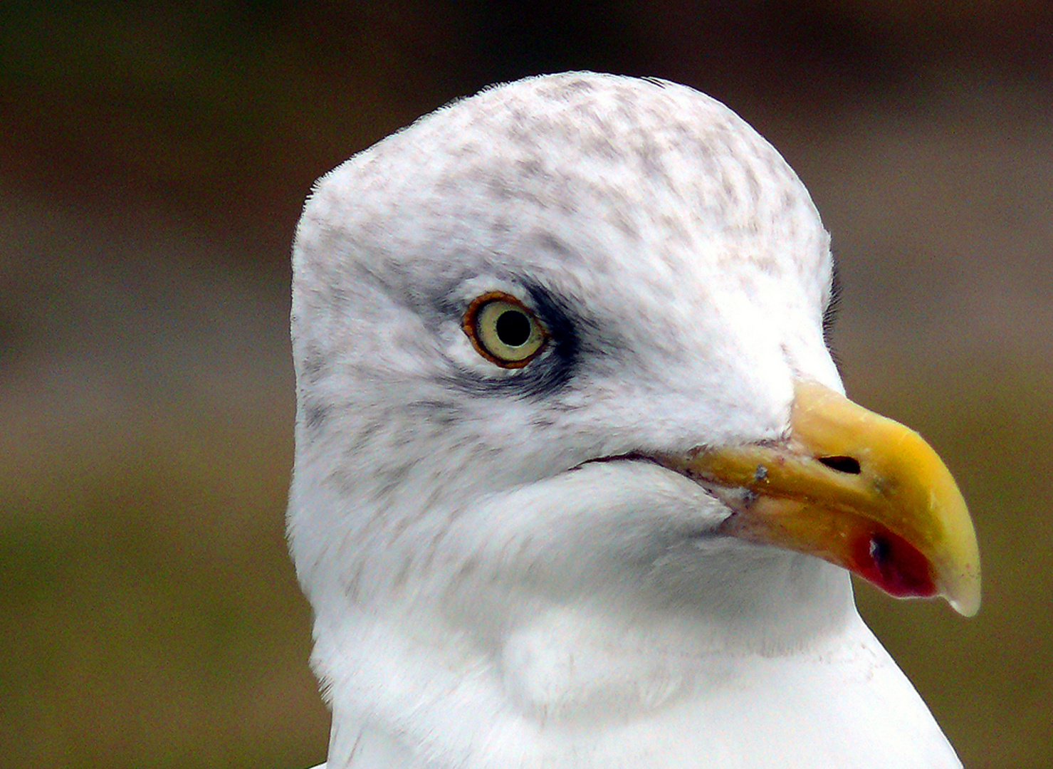 Möwenportrait