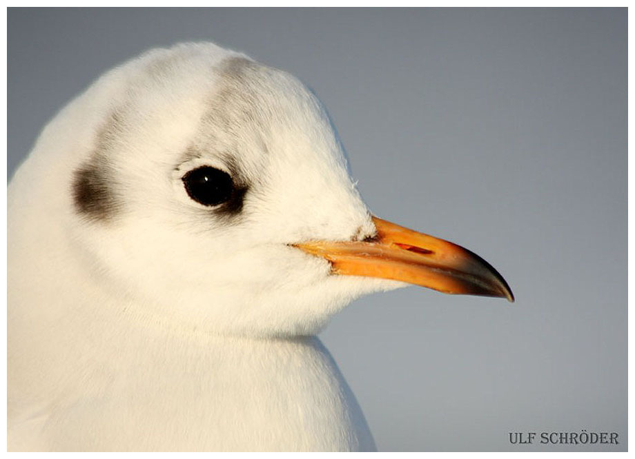 Möwenportrait