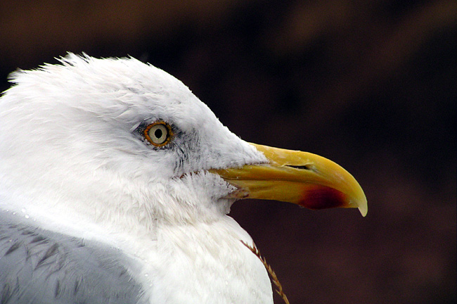 Möwenportrait auf der Insel Helgoland