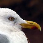 Möwenportrait auf der Insel Helgoland