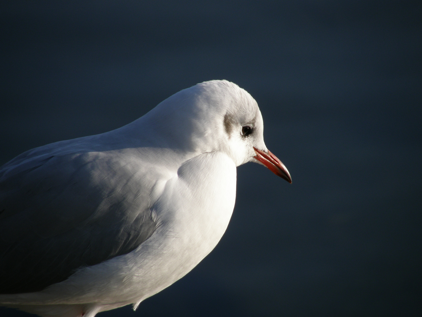 Möwenportrait