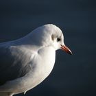 Möwenportrait