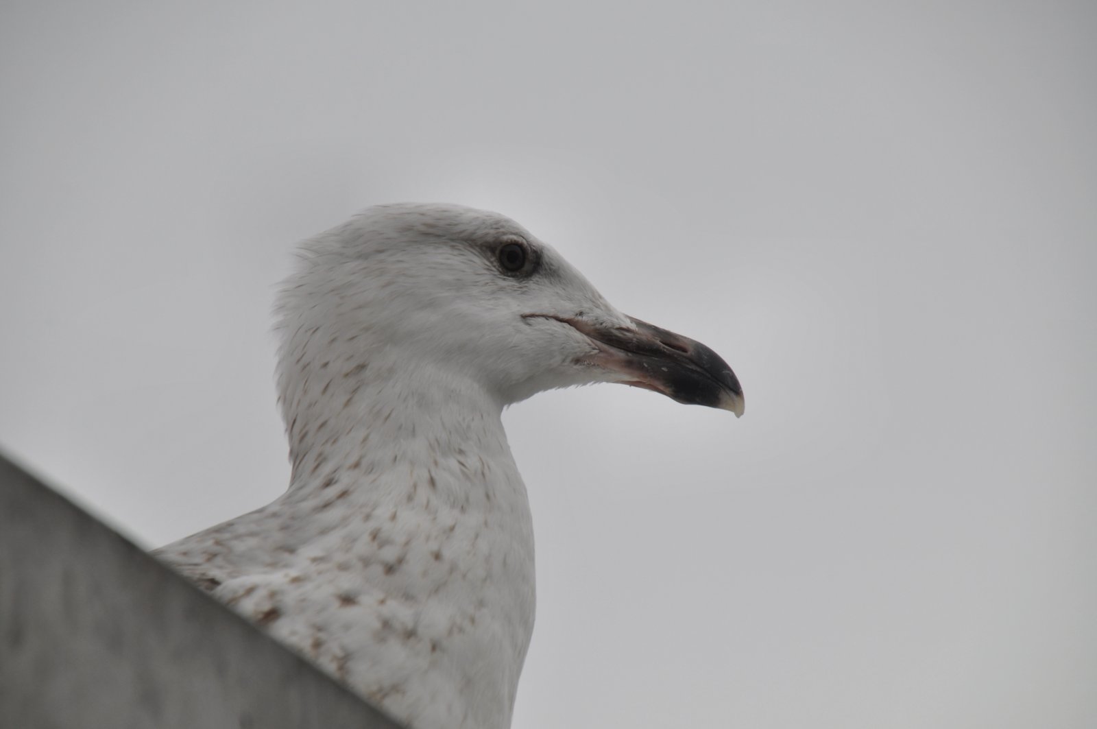 Möwenportrait