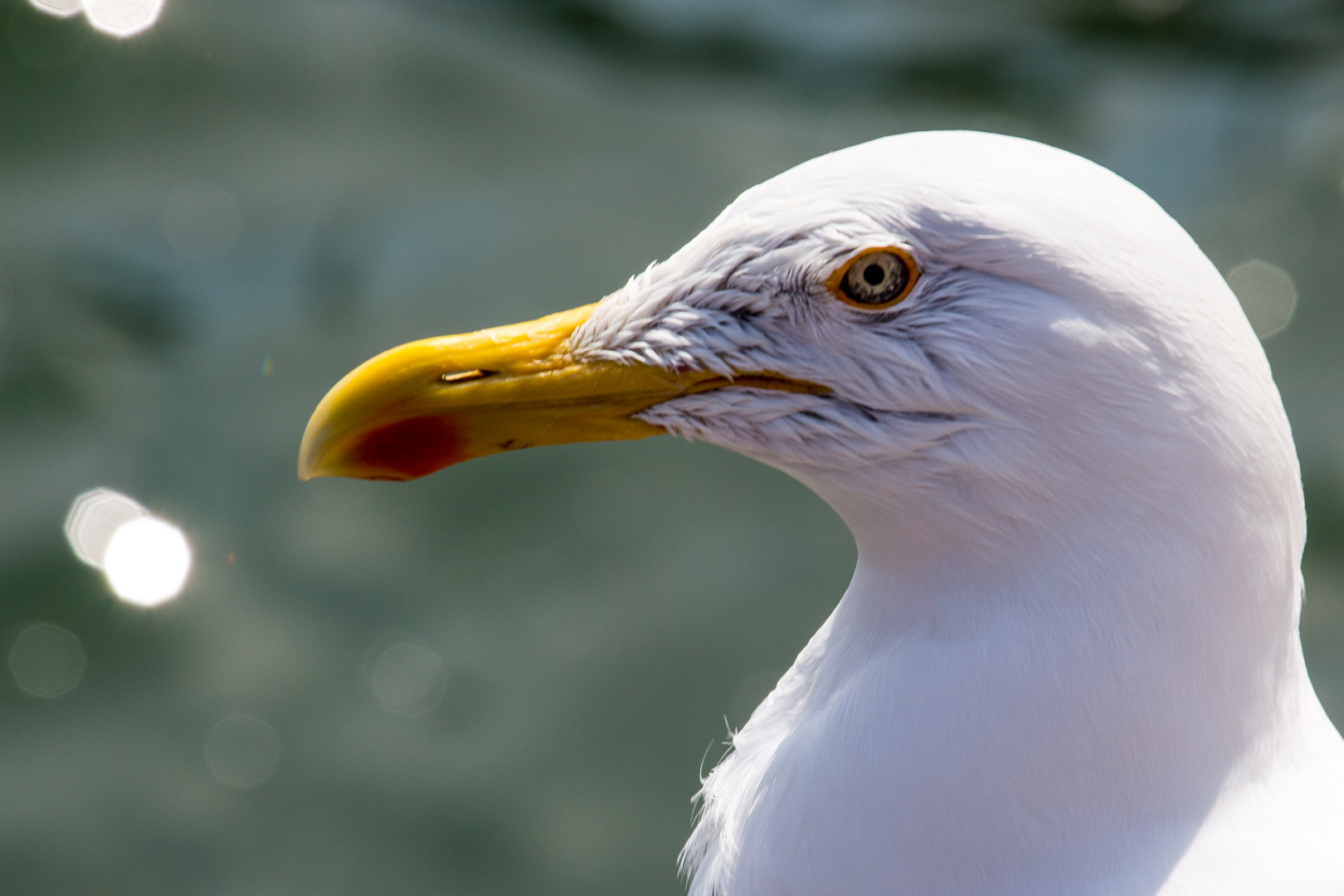 Möwenportrait