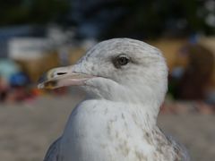 MöwenPortrait