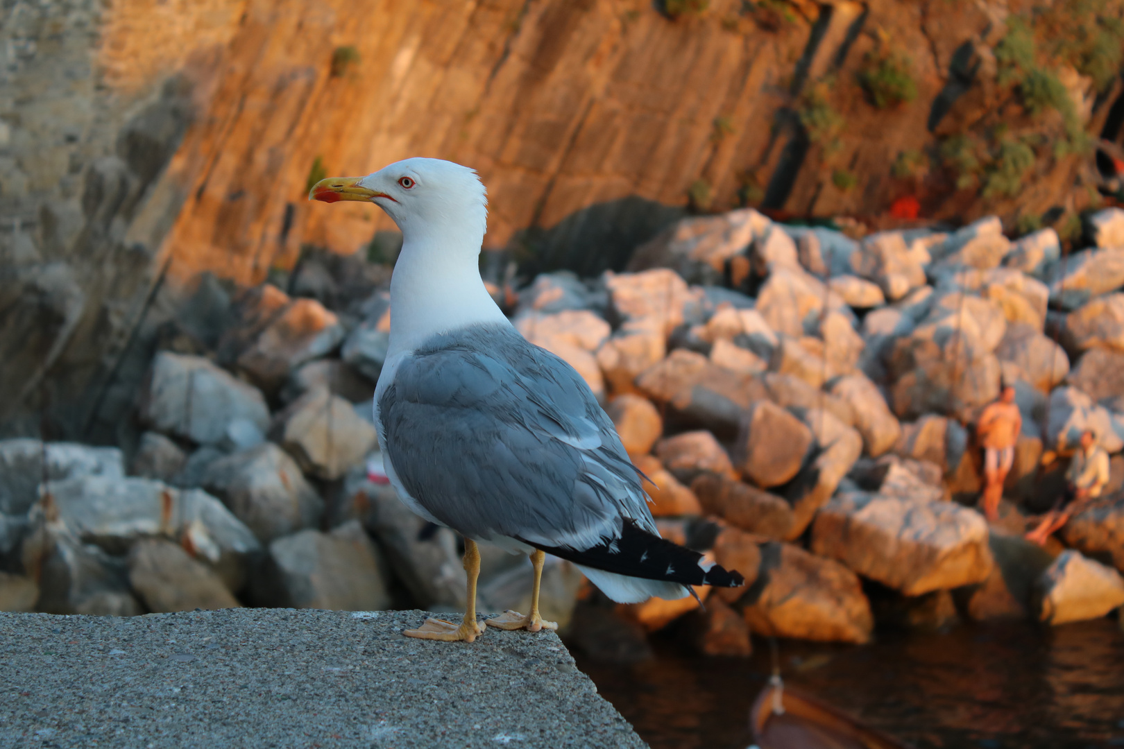 Möwenportrait