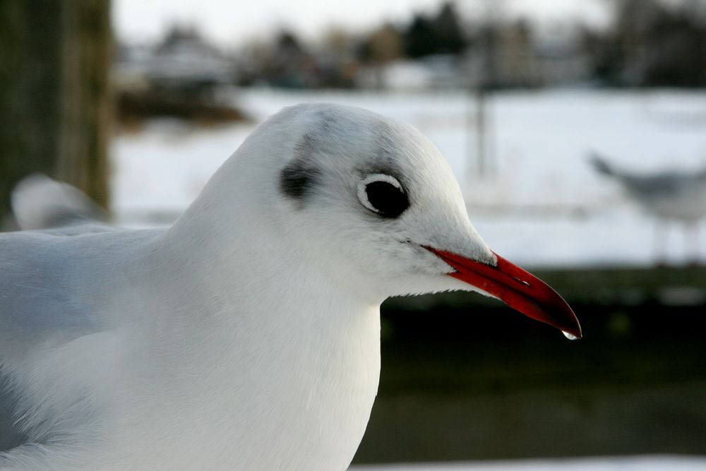 Möwenportrait