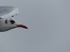 Möwenportrait