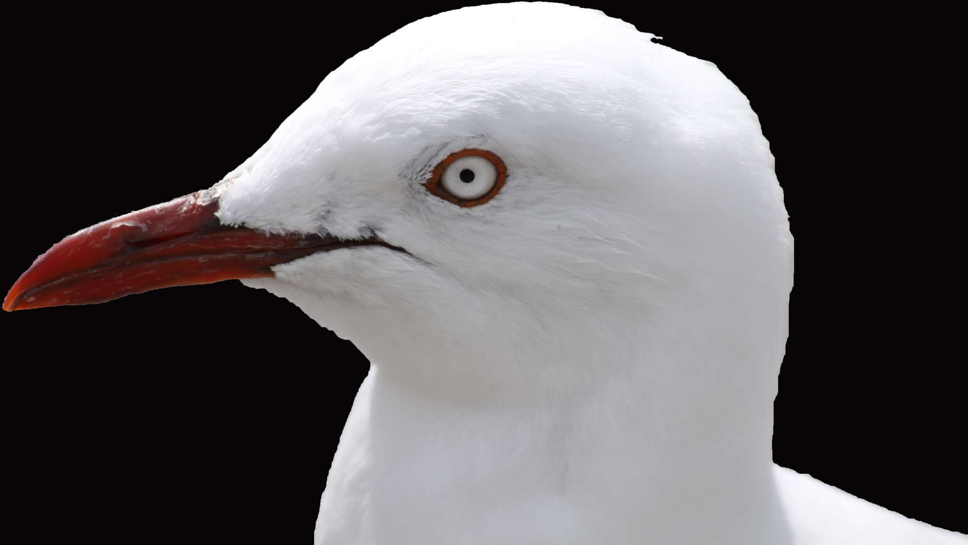 Möwenportrait mit schwarzem Hintergrund