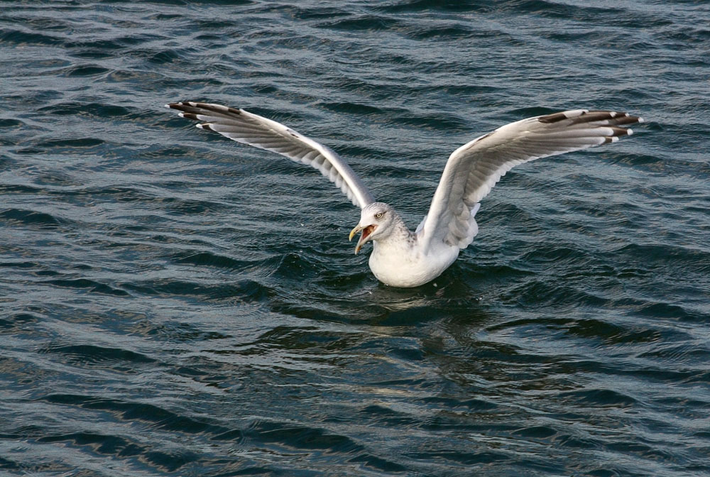 Möwenschrei