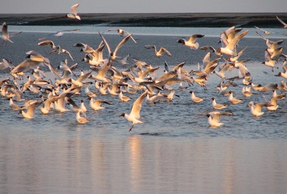 Möwenschwarm im Abendlicht