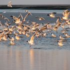 Möwenschwarm im Abendlicht