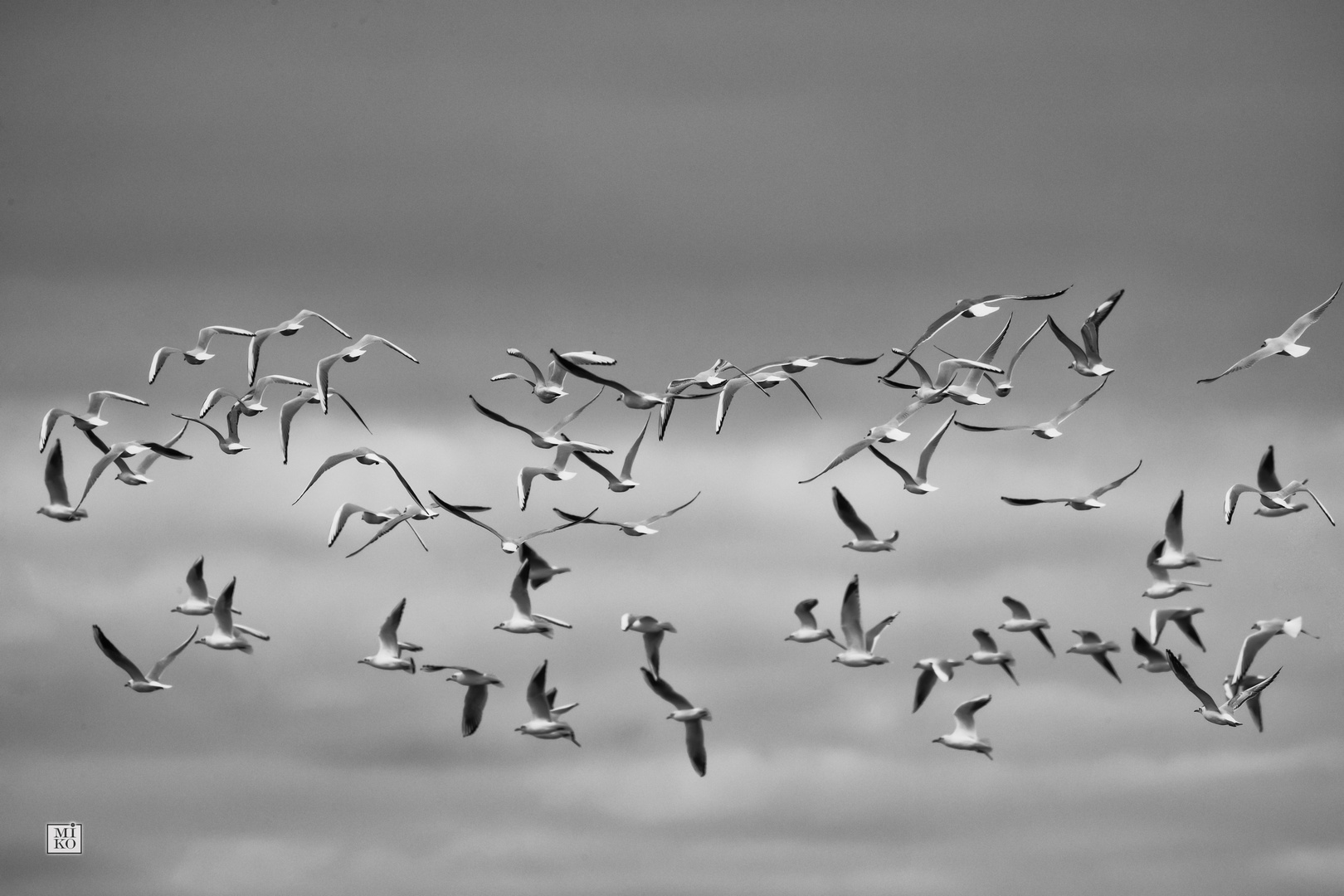 Möwenschwarm im Flug