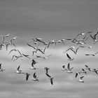 Möwenschwarm im Flug