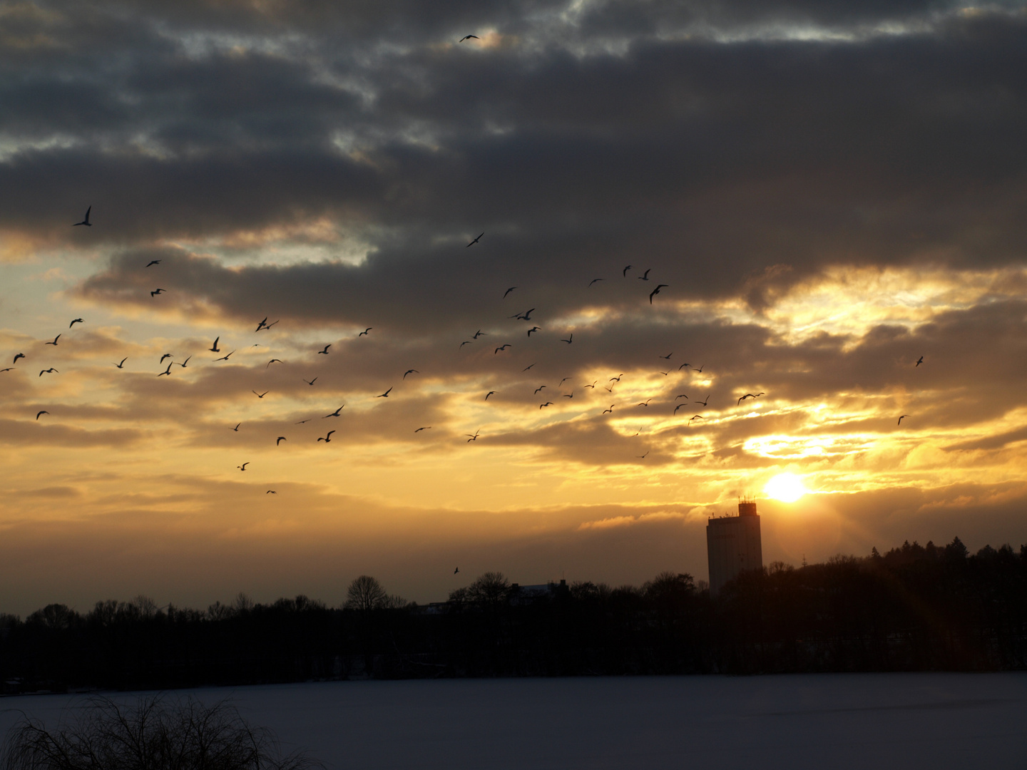 Möwenschwarm + Sonnenuntergang