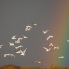 Moewenschwarm vor Regenbogen