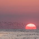 Möwenschwarm vor untergehender Sonne 