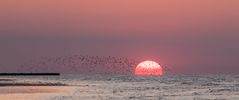 Möwenschwarm vor untergehender Sonne 