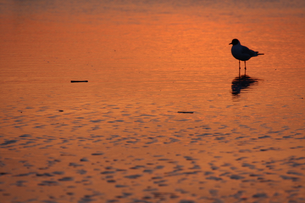 Möwensilhouette im Abendlicht