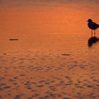 Möwensilhouette im Abendlicht