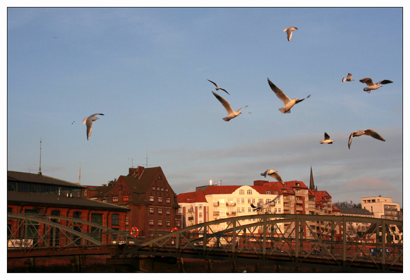 - Möwenspaß am Fischmarkt -