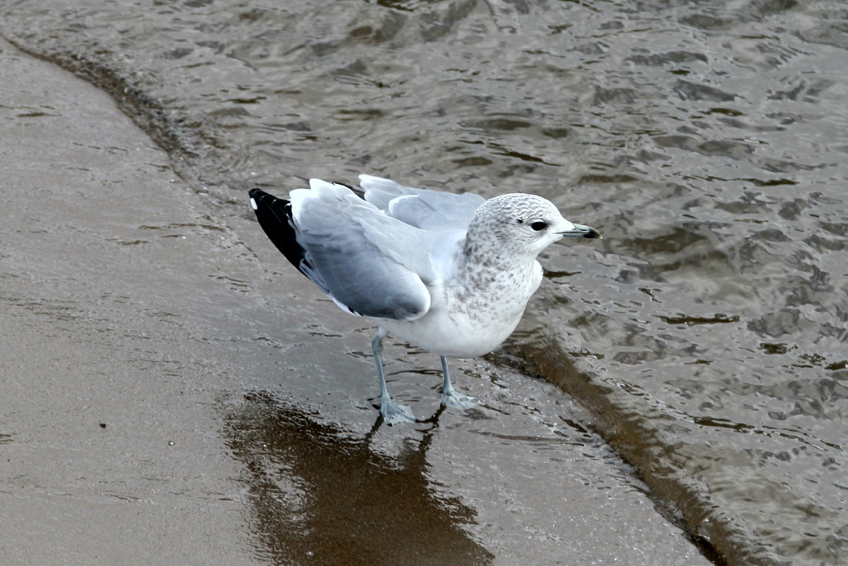 Möwenspaziergang an der Elbe-Hamburg Teufelsbrück