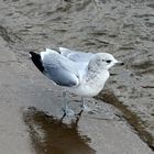 Möwenspaziergang an der Elbe-Hamburg Teufelsbrück