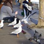 Möwenspektakel am Rhein