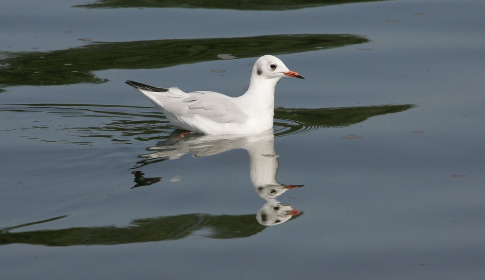 Möwen/spiegelung