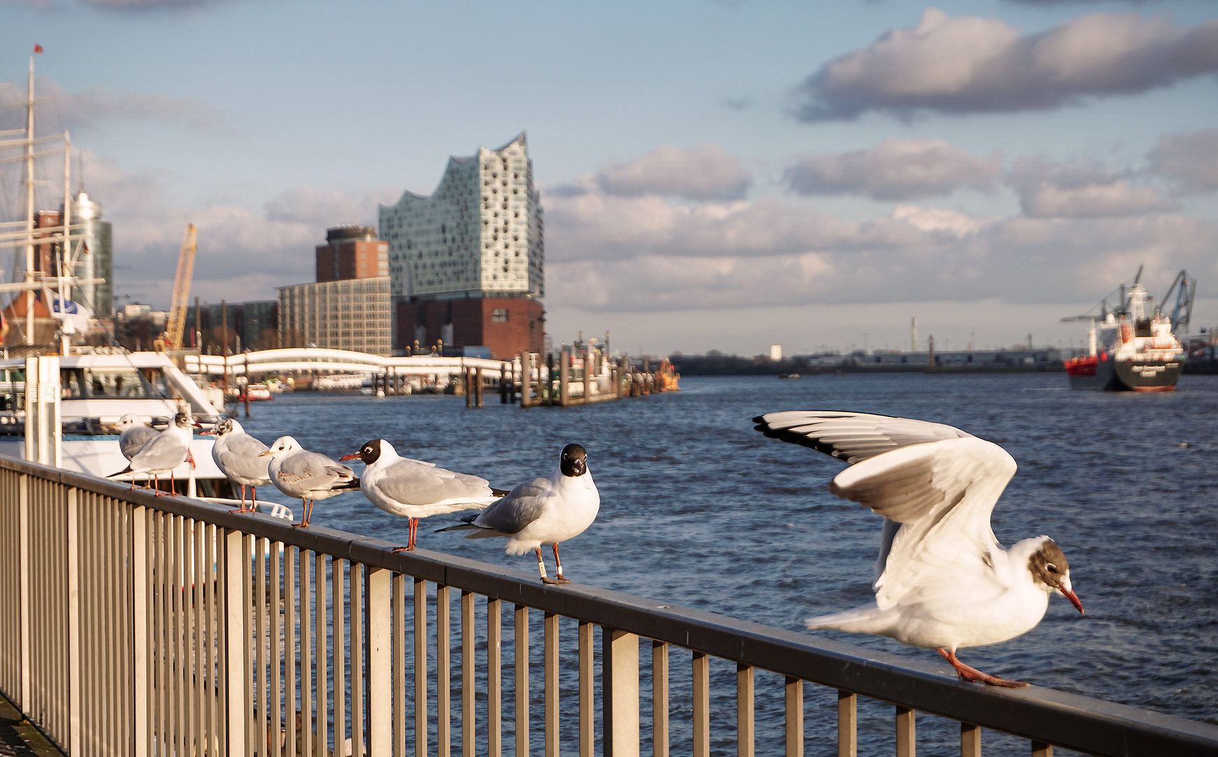 Möwenstadt Hamburg