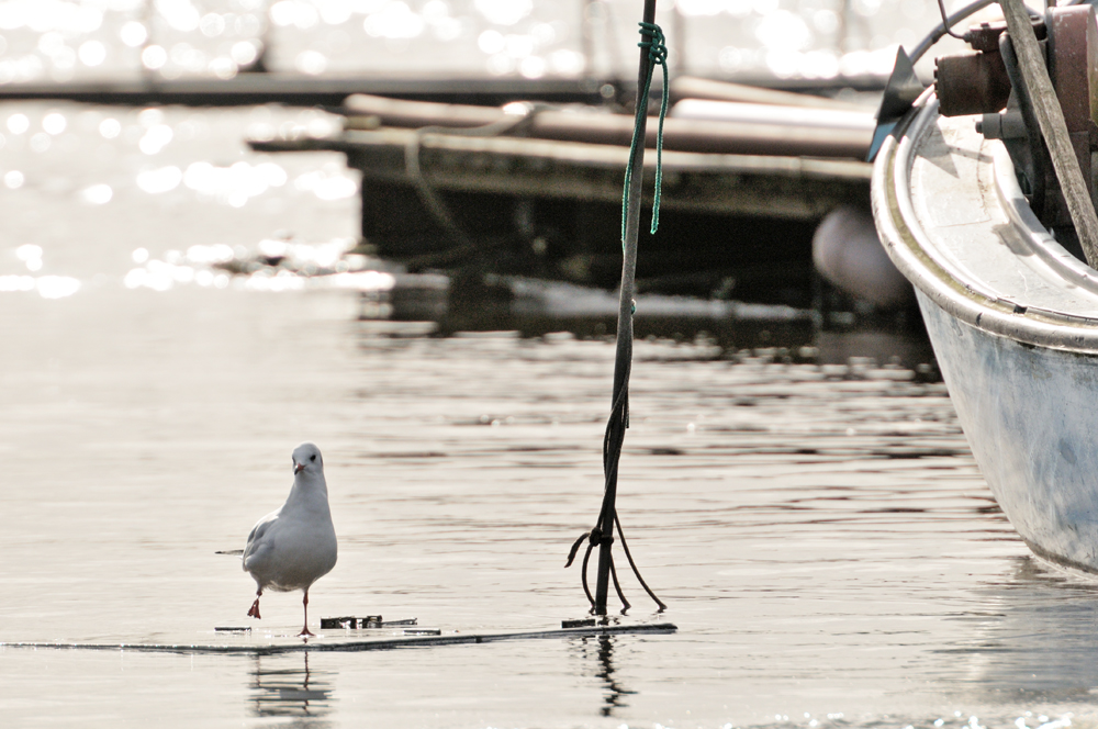 Möwentanz im Hafen