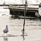 Möwentanz im Hafen