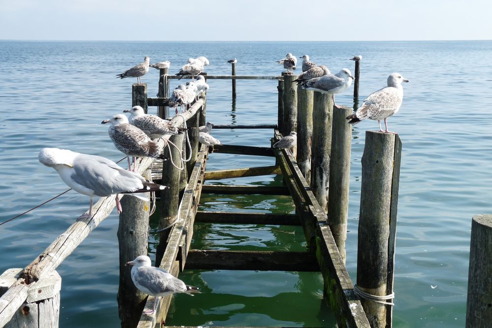 Möwentreff im kleinen Fischerdörfchen Vitt .....