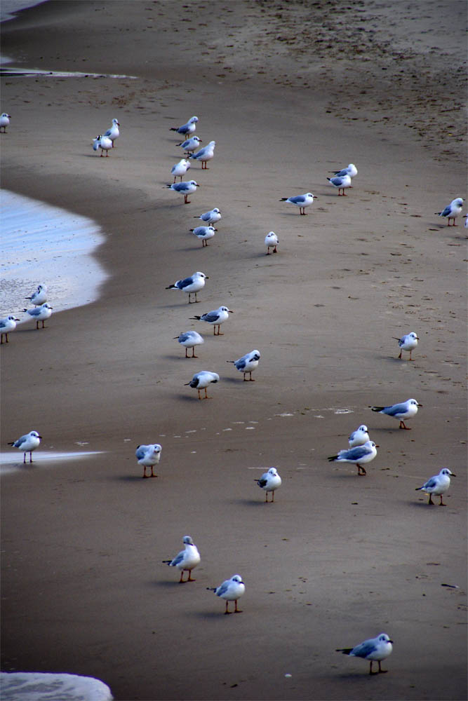 Möwentreffen am Strand