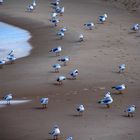 Möwentreffen am Strand